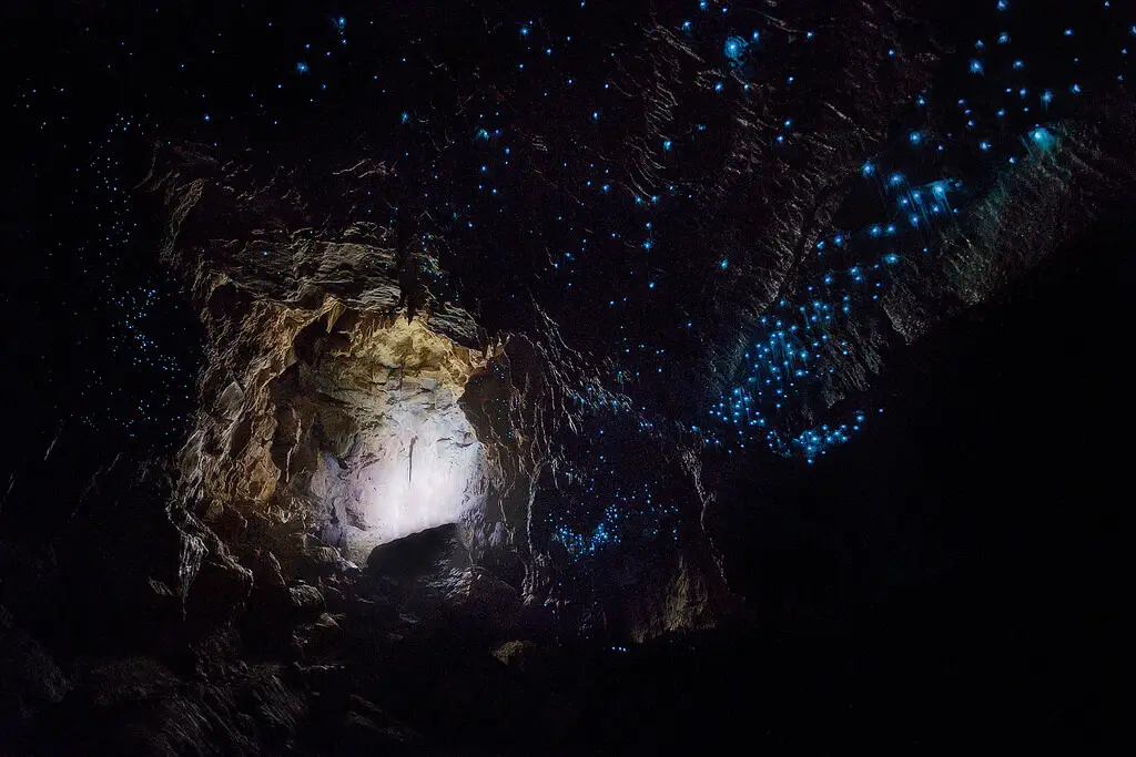 Les grottes de Waitomo